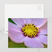 Lila Blume Postkarte (Vorne/Hinten)