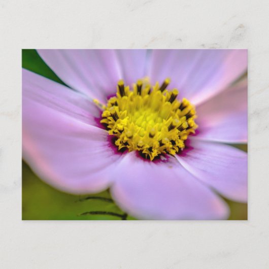 Lila Blume Postkarte (Vorderseite)