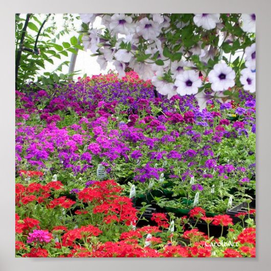 Lila Blume Profusion Print Poster (Vorne)