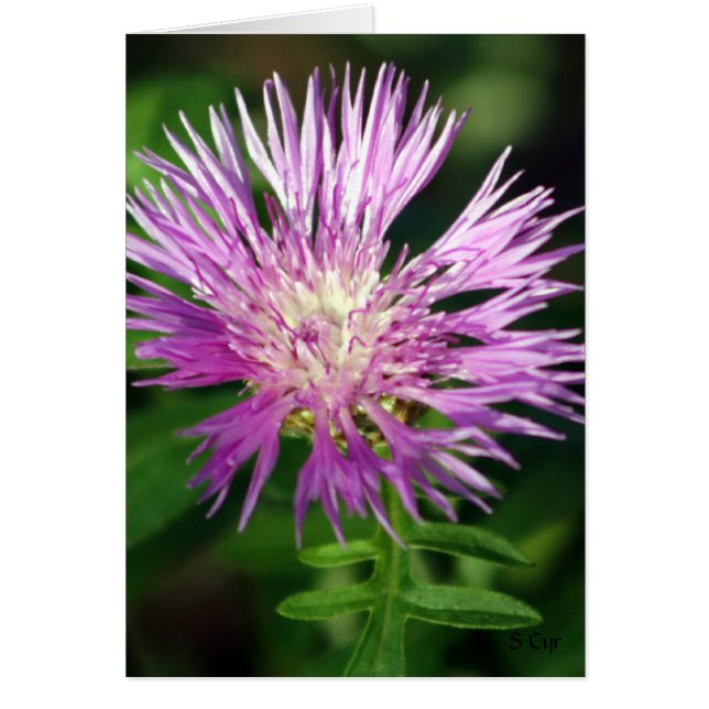 Lila Blume, S Cyr (Vorne)