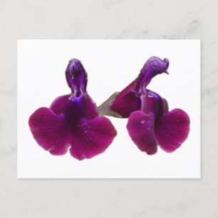 Lila Blume Salvia Postkarte