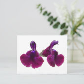 Lila Blume Salvia Postkarte (Stehend Vorderseite)