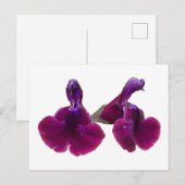 Lila Blume Salvia Postkarte (Vorne/Hinten)
