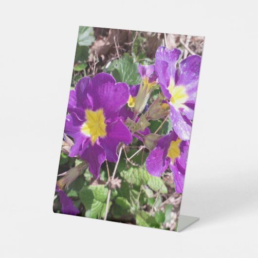 Lila Blume Sockelschild (Vorderseite)