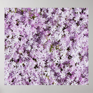 Lila Blume, sommerliche Frische im Hintergrund. Poster