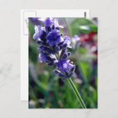 Lila Blume Spike Postkarte (Vorne/Hinten)