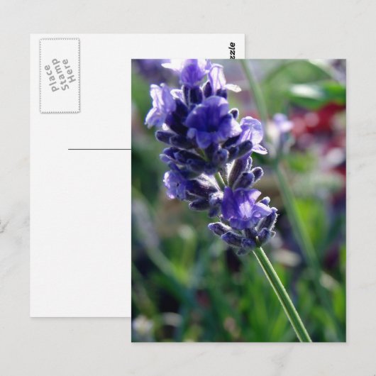 Lila Blume Spike Postkarte (Vorne/Hinten)