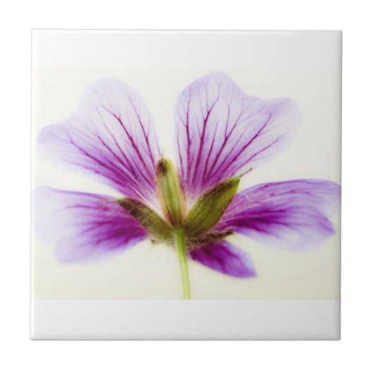 Lila Blume Tiles Fliese (Vorderseite)