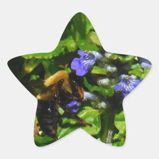 Lila Blume und Hummeln Stern-Aufkleber (Vorderseite)