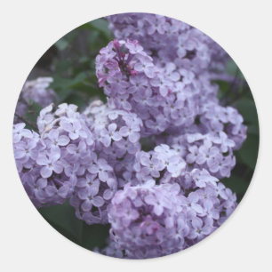 Lila Blumen-Aufkleber Runder Aufkleber