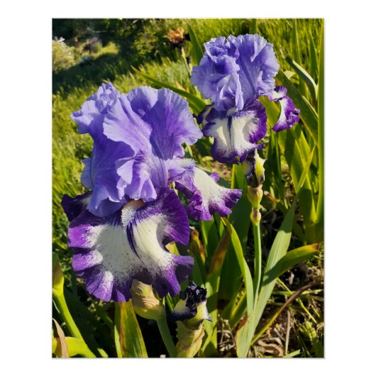 Lila Blumen Florale Iris Irissen Muttertag Poster (Vorderseite)