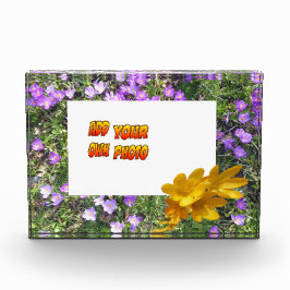 Lila Blumen Gelbe Kruste. Fotoblock