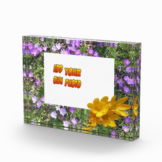 Lila Blumen Gelbe Kruste. Fotoblock (Rechts)