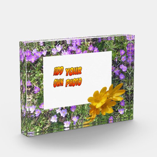 Lila Blumen Gelbe Kruste. Fotoblock (Links)