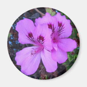 Lila Blumen-Küchen-Magnet Magnet