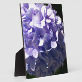 Lila Blumen lila blühende lila Hydrageas Fotoplatte (Seite)