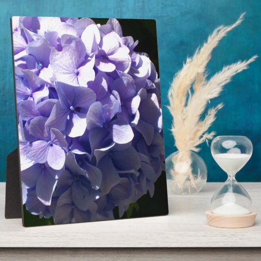 Lila Blumen lila blühende lila Hydrageas Fotoplatte (Seite)