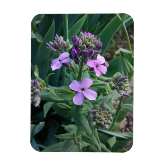 Lila Blumen Magnet (Vertikal)