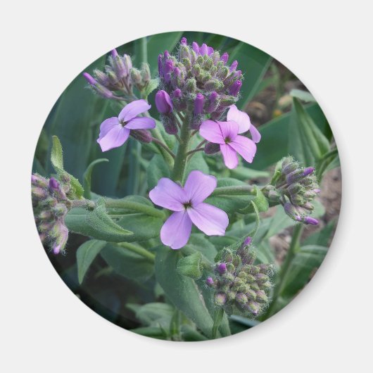 Lila Blumen Magnet (Vorne)