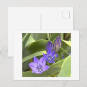 Lila Blumen Postkarte (Vorne/Hinten)