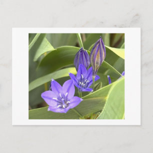 Lila Blumen Postkarte