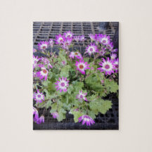 Lila Blumen