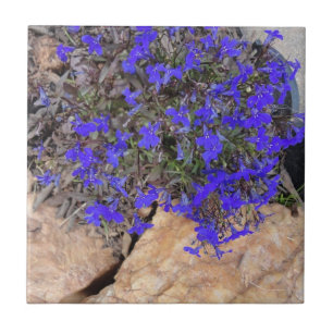 Lila Blumen unter der Felsen-Fliese Fliese