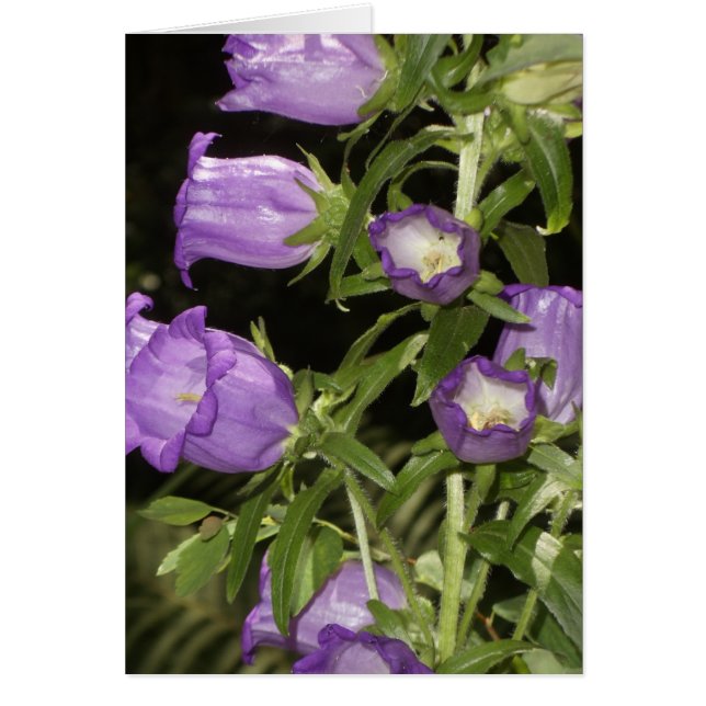 Lila Blumen von Giverny (Vorne)