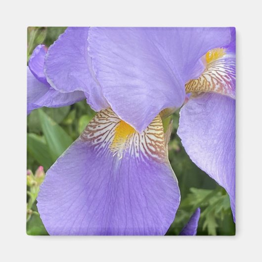 Lila Blumenfotografie Magnet (Vorne)