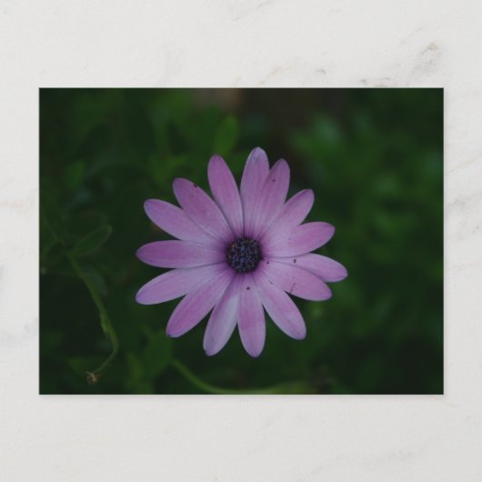 Lila Blumenfotografie Postkarte (Vorderseite)