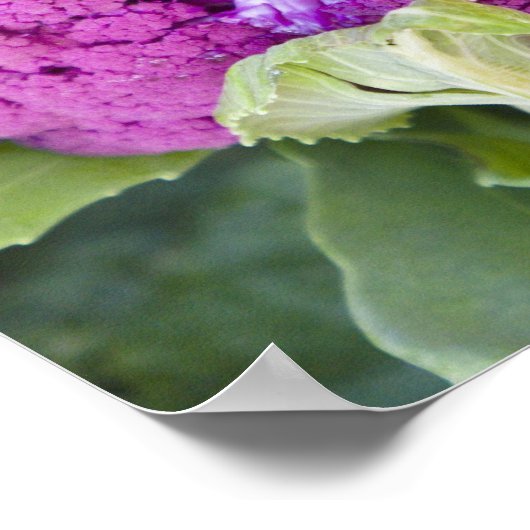 Lila Blumenkohl zum Verkauf Poster (Ecke)