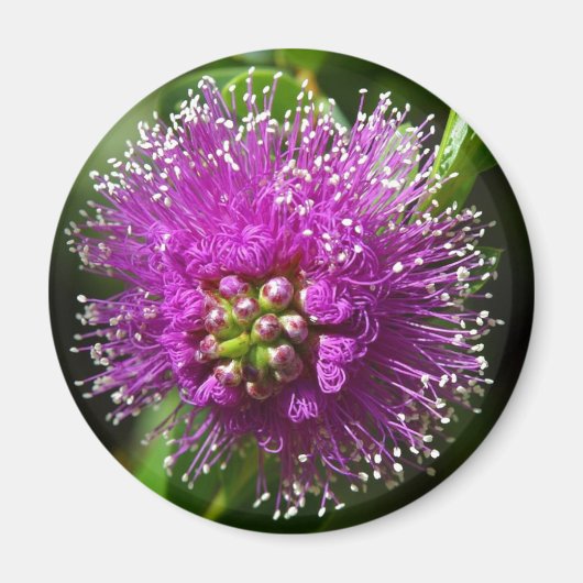 lila Blumenmagnet Magnet (Vorne)