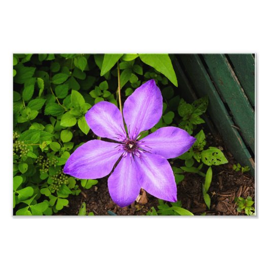 Lila Blumenmuster Fotodruck (Vorne)