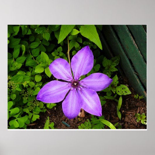 Lila-Blumenposter Poster (Vorne)