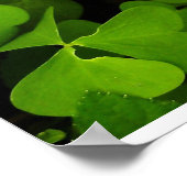 Lila-Blumenposter Poster (Ecke)