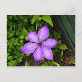 Lila Blumenpostkarte Postkarte