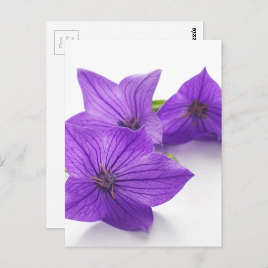 lila Blüte Postkarte (Vorne/Hinten)