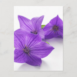 lila Blüte Postkarte