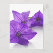 lila Blüte Postkarte (Vorderseite)