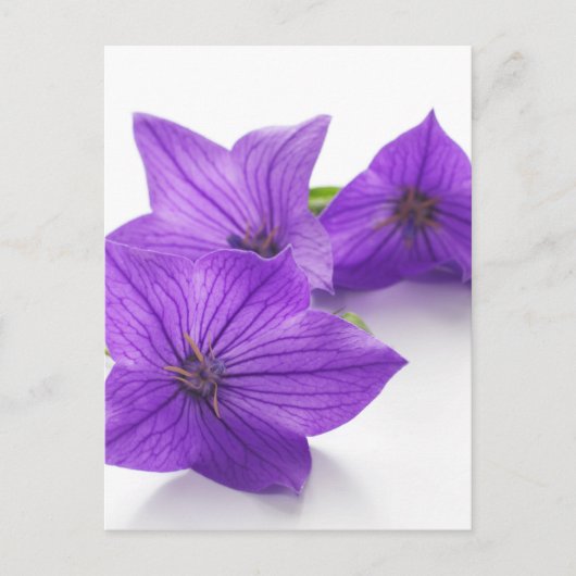 lila Blüte Postkarte (Vorderseite)