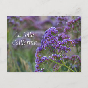 Lila Blüten in La Jolla Postkarte