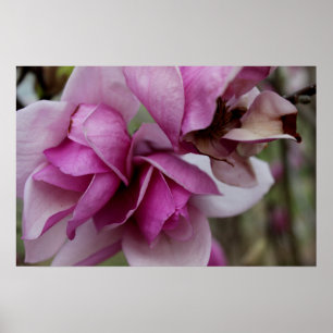 Lila Blüten Poster