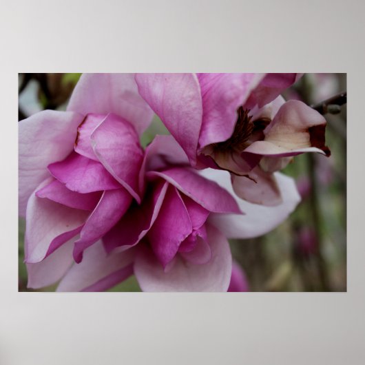 Lila Blüten Poster (Vorne)