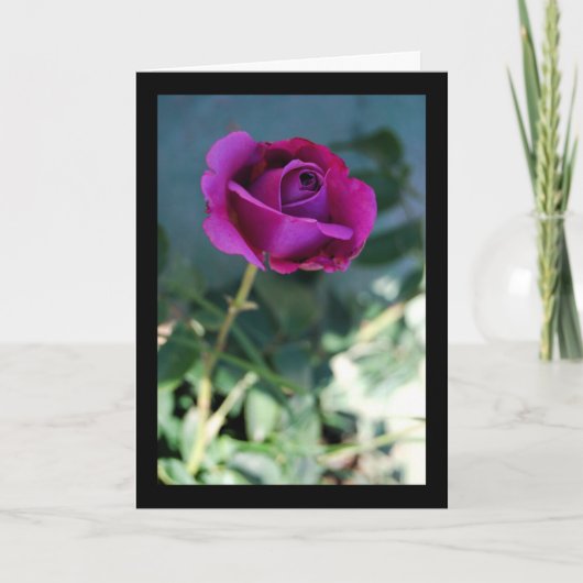 Lila Blütenrose Karte (Vorderseite)