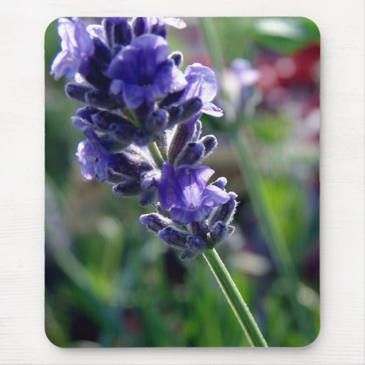 Lila Blütenstand Mousepad (Vorne)