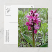 Lila Bog Orchid, Insel Unalaska Postkarte (Vorne/Hinten)