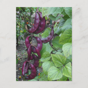 Lila Bohnen Postkarte