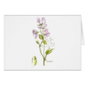 Lila Bonbons (Vorderseite (Horizontal))