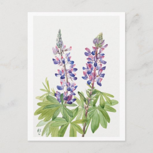 Lila botanische Lupine Postkarte (Vorderseite)