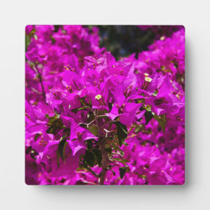 Lila Bougainvillea-Blume Fotoplatte